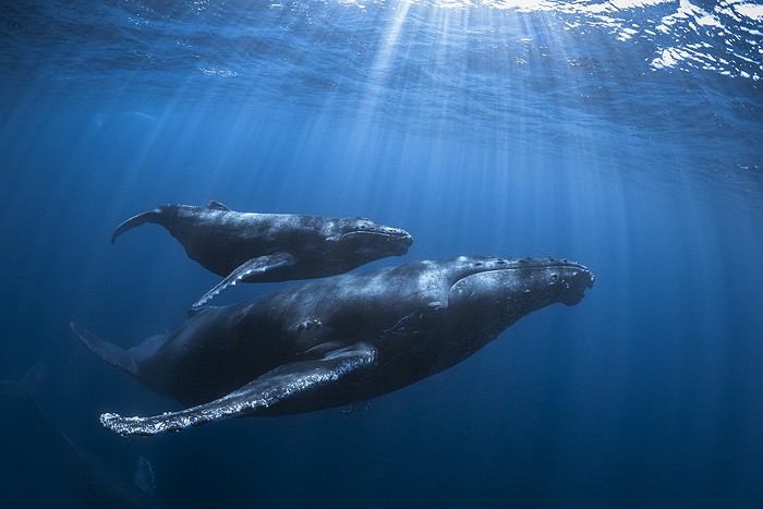 Humpback whale (Megaptera novaeangliae)