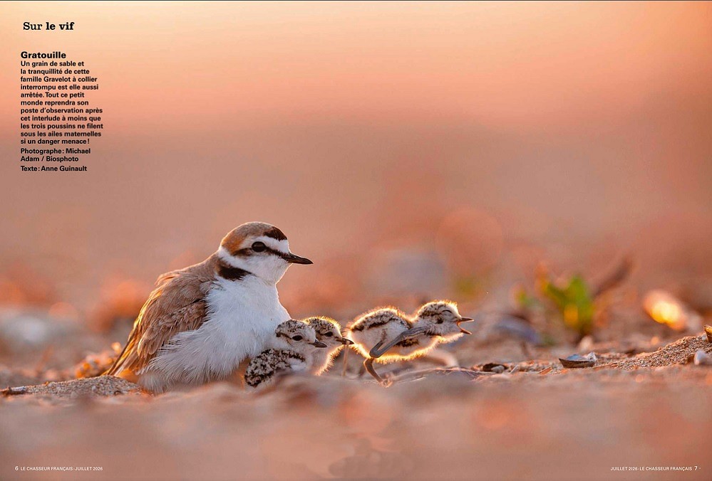 Le Chasseur Fraçais, juillet 2026. Photo Michael Adam / Biosphoto
