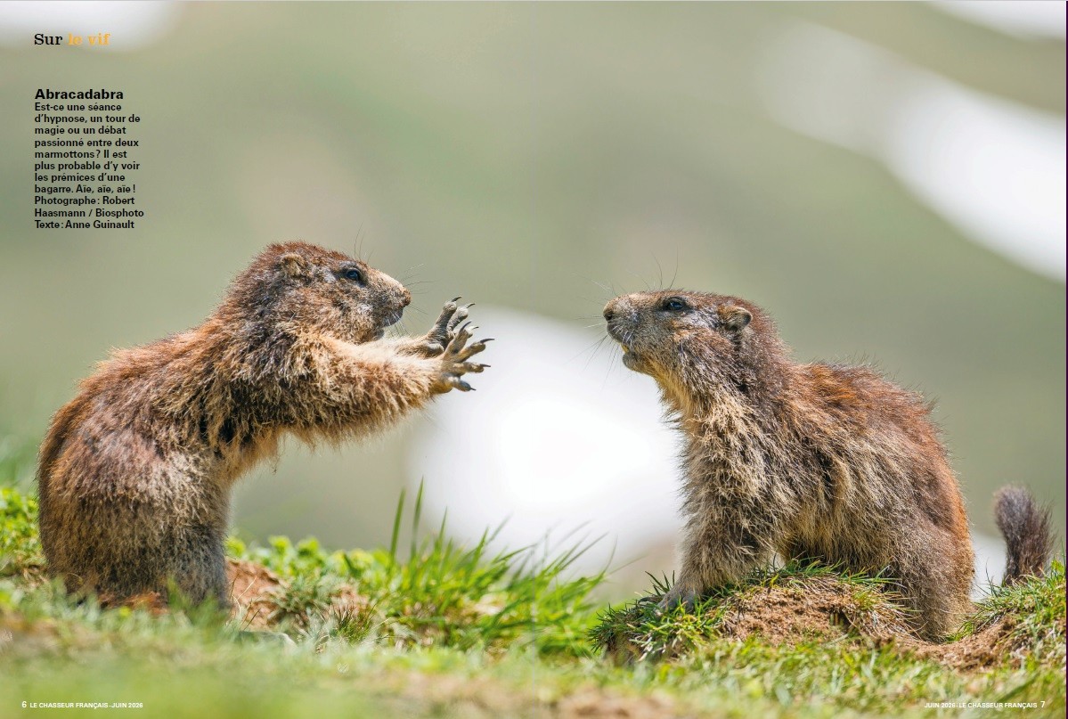 Le Chasseur Français, juin 2026. Photo Robert Haasmann / Biosphoto