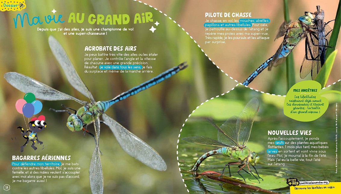 Salamandre, mai 2026. Photo Ghislain Simard / Biosphoto