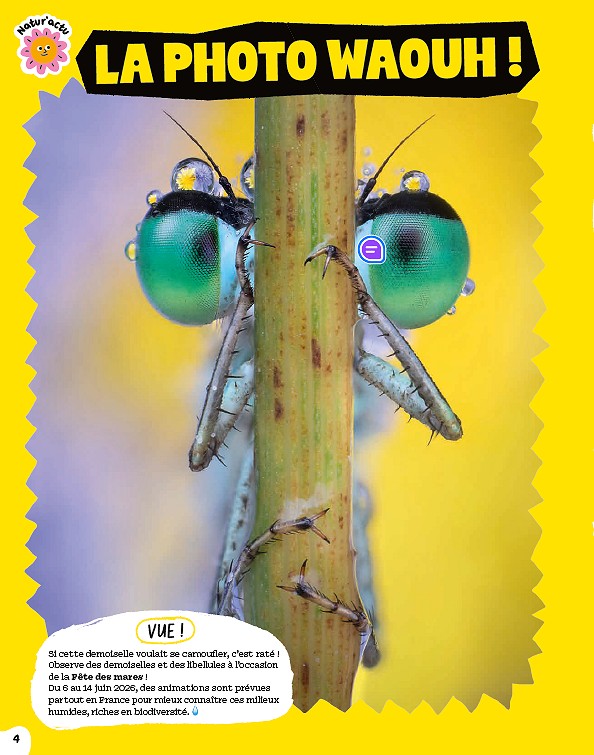 Salamandre Junior, juin 2026. Photo Alberto Ghizzi Panizza / Biosphoto
