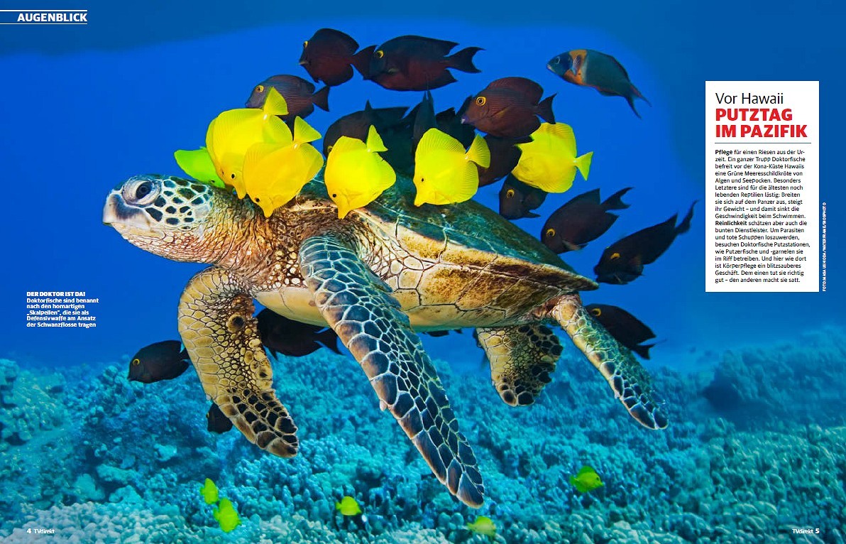 TV-direkt, juillet 2026. Photo Masa Ushioda / WaterFrame / Biosphoto