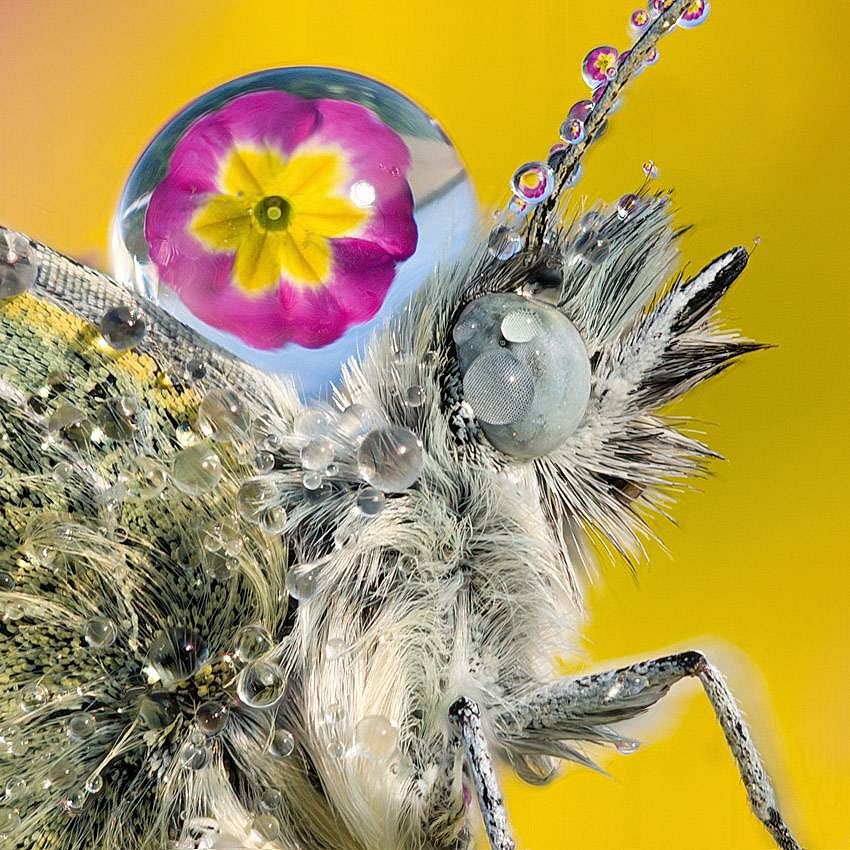 Alberto Ghizzi Panizza