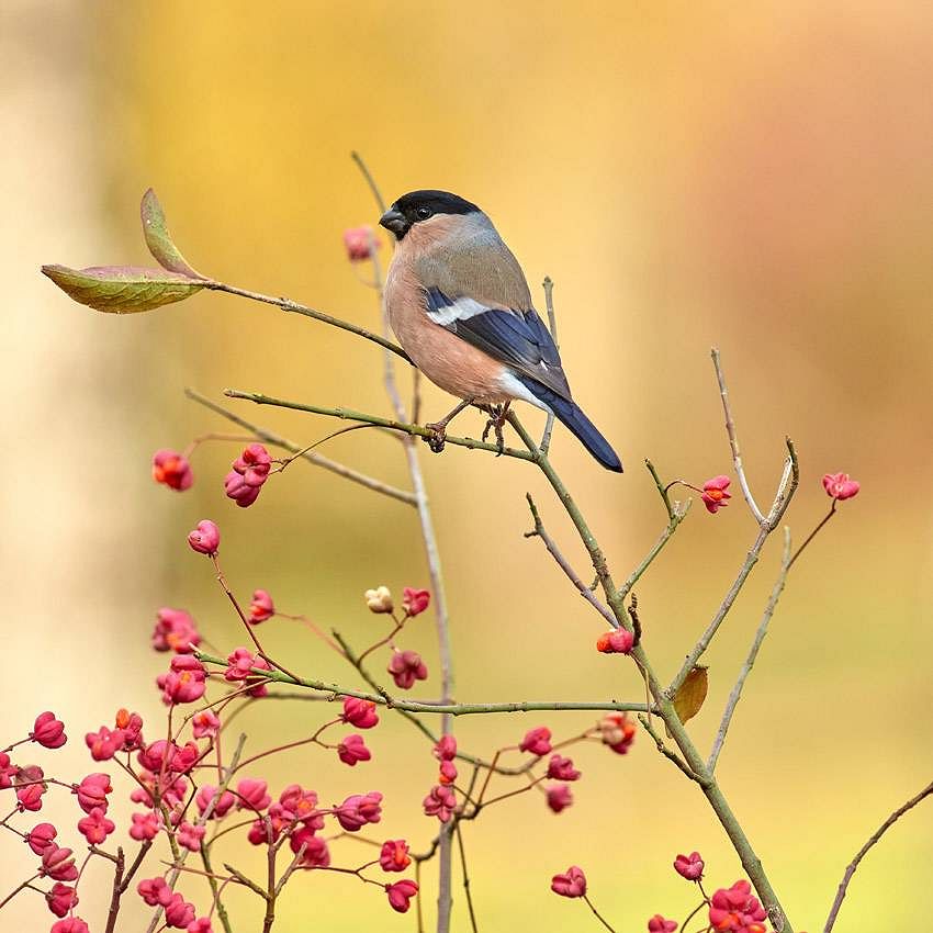 Eduardo Ayala-Santibañez